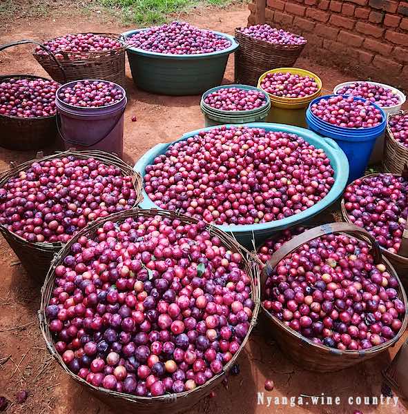 Freshly picked plums in baskets and buckets