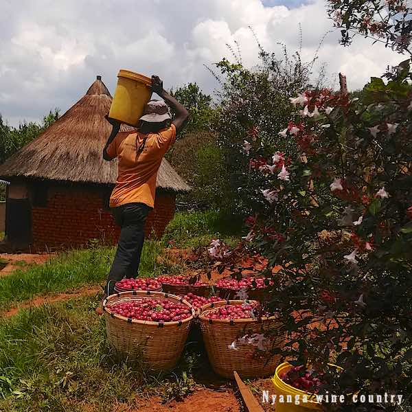 Freshly picked plums in baskets and buckets