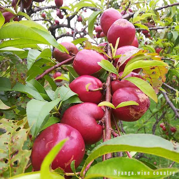 Nyanga Wines Delicious fruit wine made in Nyanga Zimbabwe